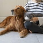 Opieka całodobowa u opiekuna nad psem lub kotem