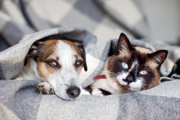 Naszą misją jest zapewnienie właścicielom psów i kotów odpowiedzialnej i troskliwej opieki dla ich zwierząt.