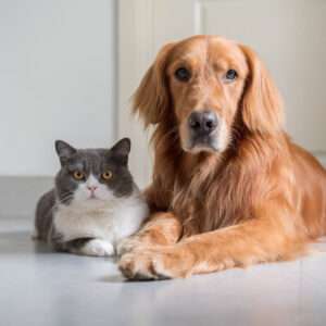 Opieka nad zwierzęciem