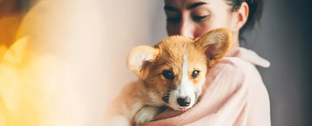 DOG AND CAT CARE, BEHAVIORAL CONSULTATIONS AND DIETARY CONSULTATIONS IN CRACOW AND ONLINE