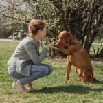 konsultacja behawioralna psa