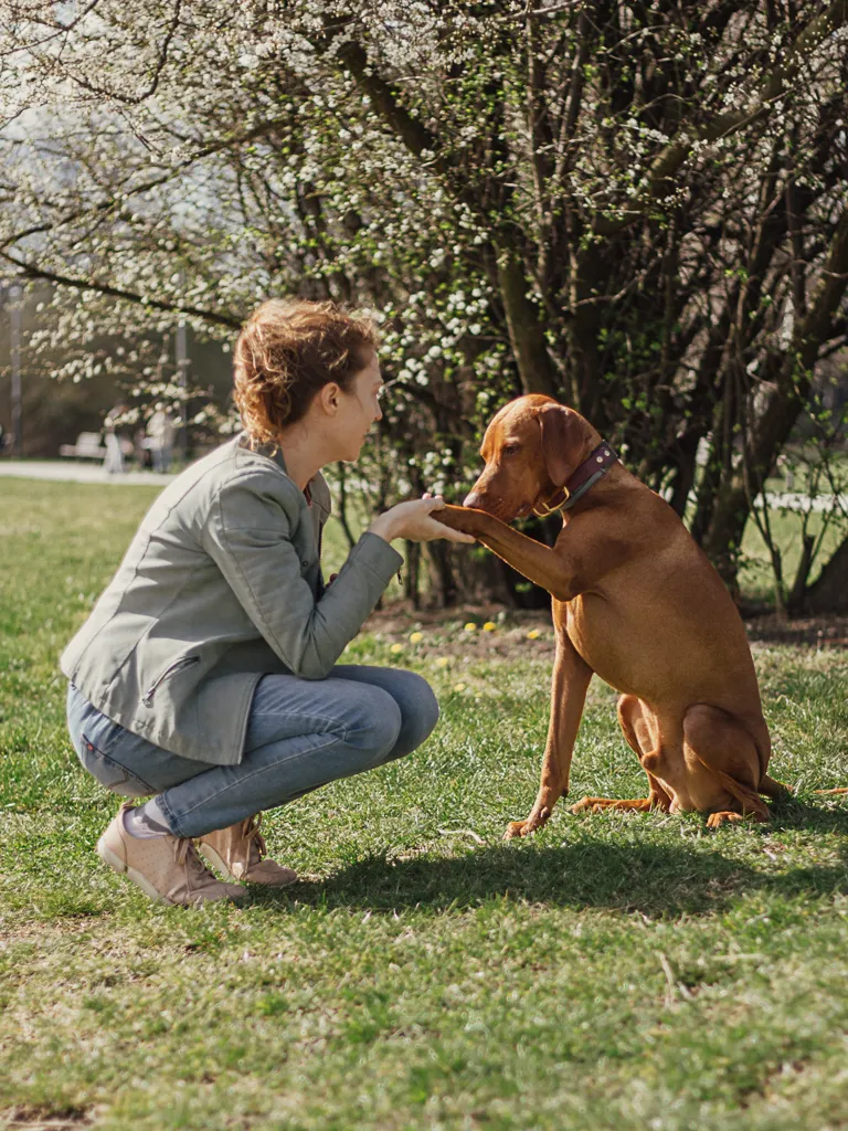 konsultacja behawioralna psa